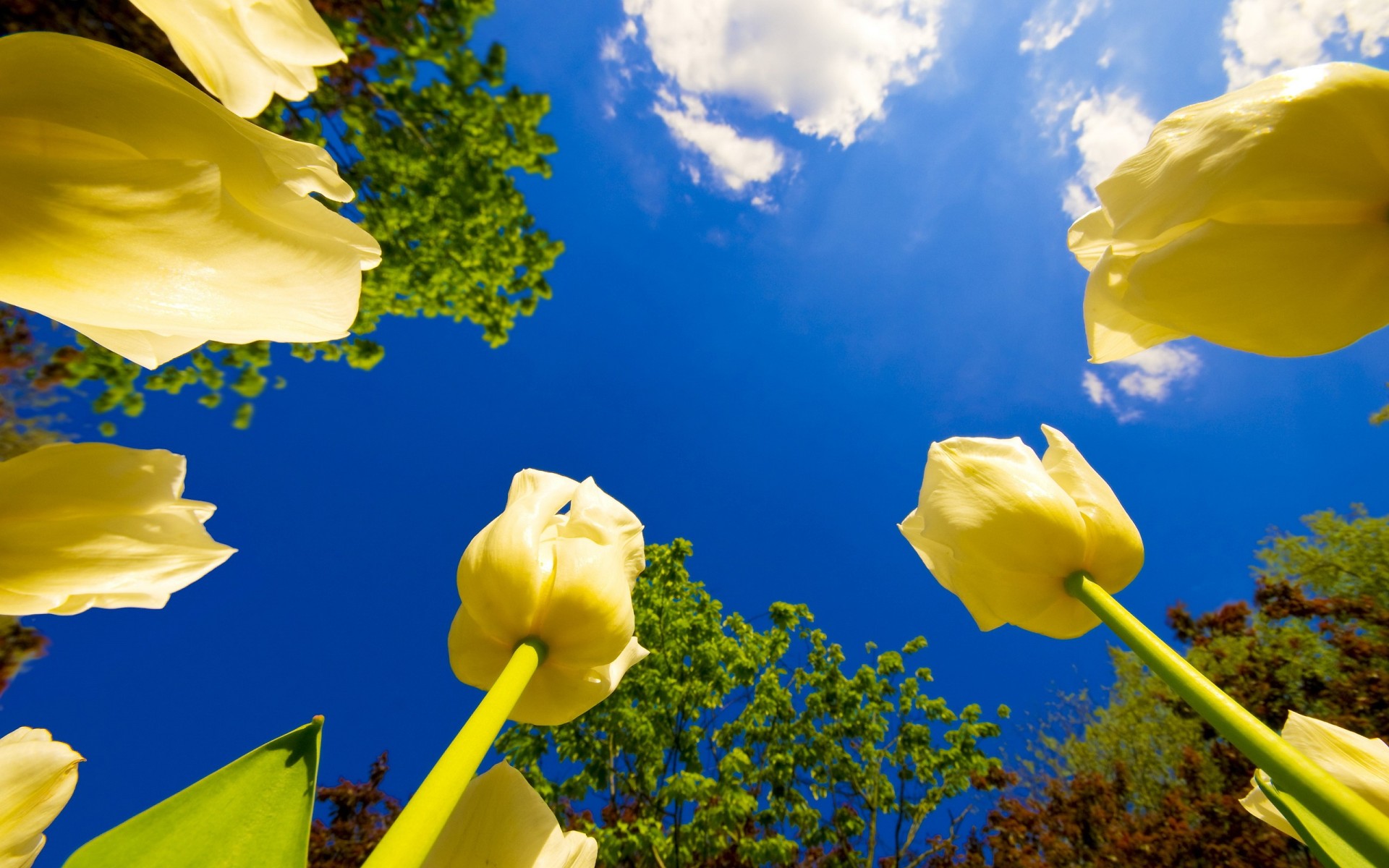 flores cielo árboles