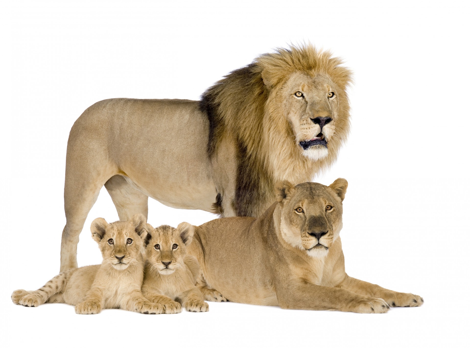 family lions lioness leo cub