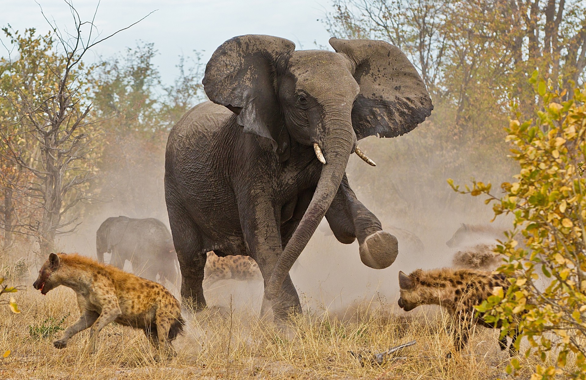 hyänen botswana elefant