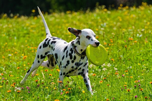 Un dalmatien jouant une assiette sur le terrain