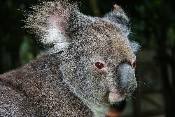 Un regard intéressé d un Koala intrigué