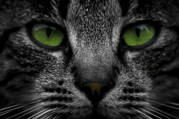 Dark grey cat with bright green eyes
