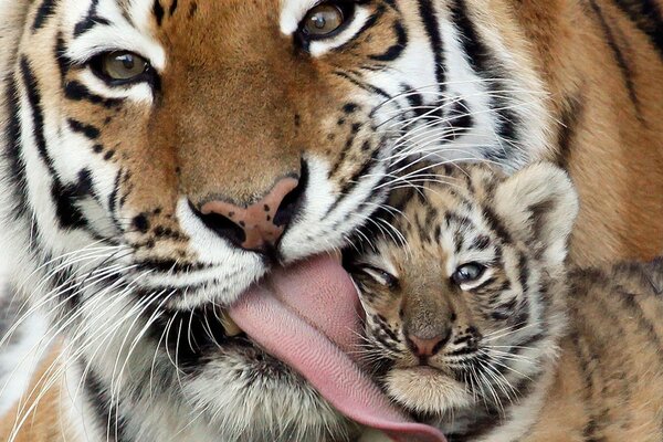 La tigre mostra tenerezza per il suo bambino