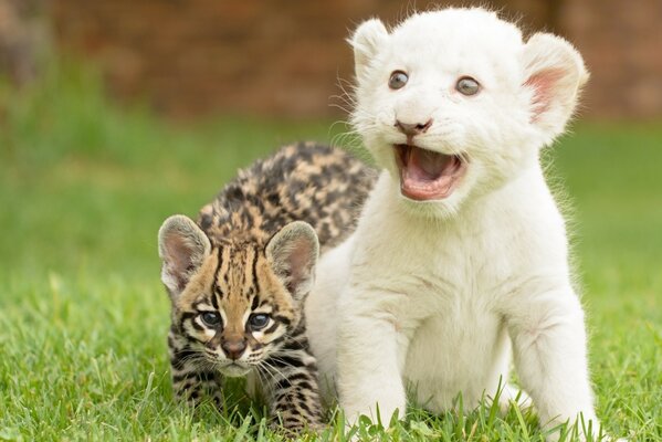 Dzikie kocięta lwiątko i gepard