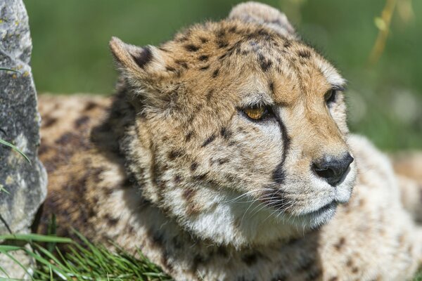 Ein grober Räuber - Gepard vor dem Hintergrund der Natur