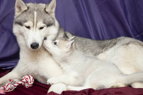 Madre Laika con cucciolo su coperta rossa con giocattoli. carezza