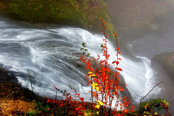 Herbstlandschaft - ein mit Blättern brennender Strauch vor dem Hintergrund eines Wasserfalls