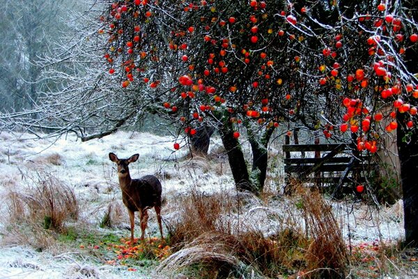 Cerf sous l arbre avec des baies rouges