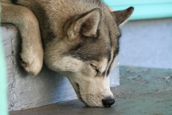 Cute muzzle of a sleeping husky