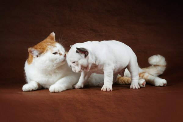 Ein weißer Bulldoggenwelpe und eine geschwollene Katze