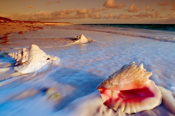 Coquillages sur la côte de la mer