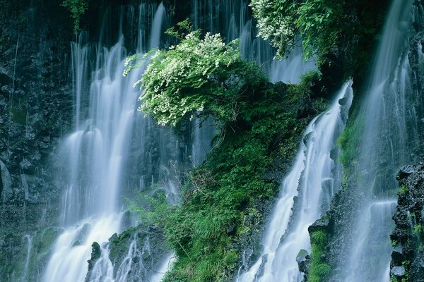 Япония. Фото кустов на водопадах