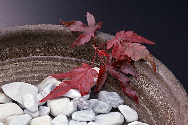 Snow-white stones in a vase, a mantis leaf