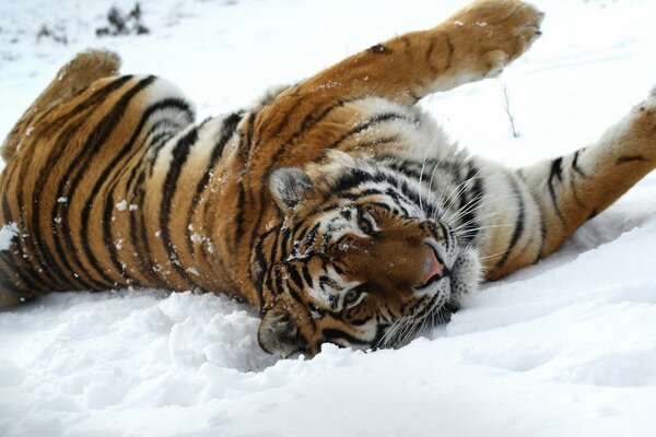 Wild cat tiger lying in the snow
