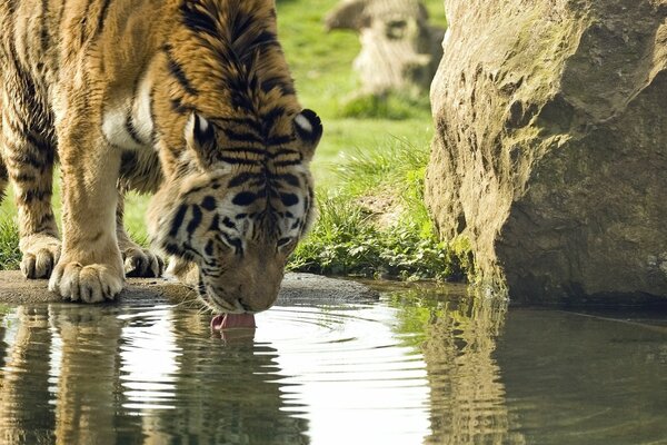 Tigre che beve acqua dal Lago