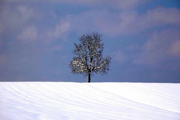 Árbol solitario en invierno en la nieve