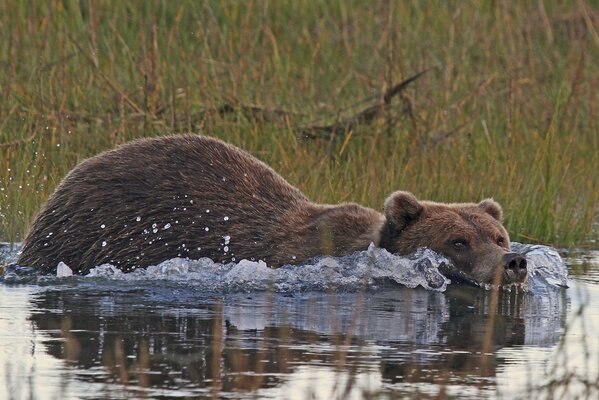 Bear in Alaska foraging for food