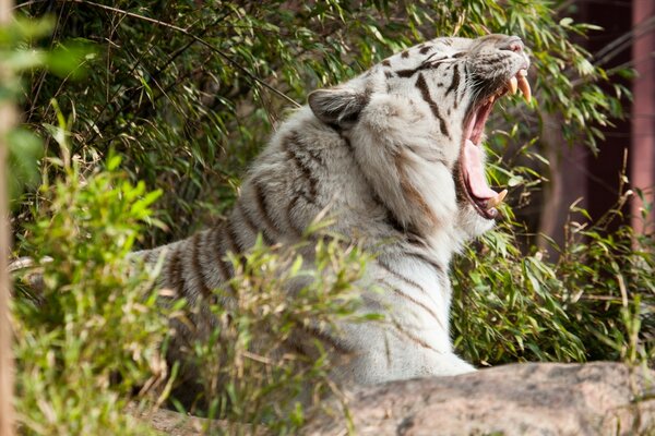 A tiger in profile with an open mouth with fangs. tiger wild cat yawns