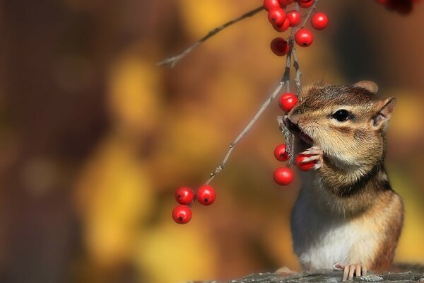 Chipmunk con bacche di sorbo su sfondo giallo