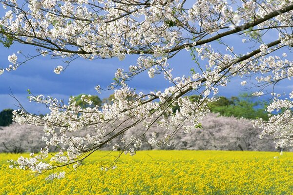 Japanese fields in spring - a look through sakura