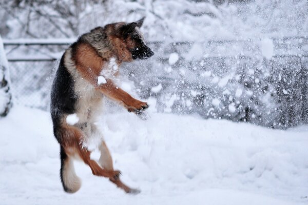 German Shepherd jumps in the snow