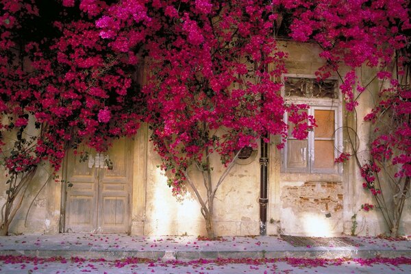 Красивые розовые листья деревьев возле стены
