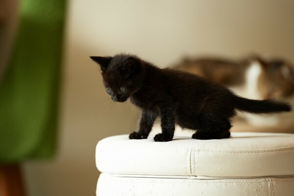 A black kitten stands on a white ottoman