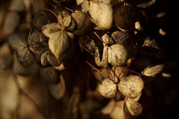 Dry leaves on a bush branch