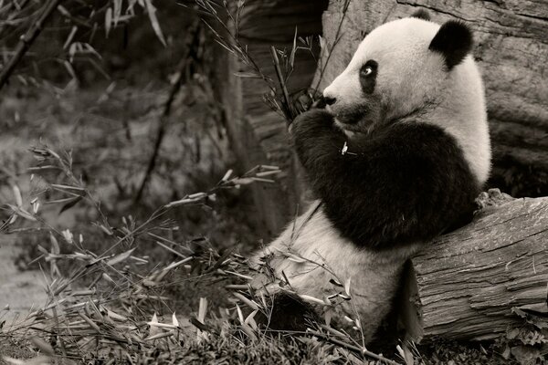 Cute panda in black and white style