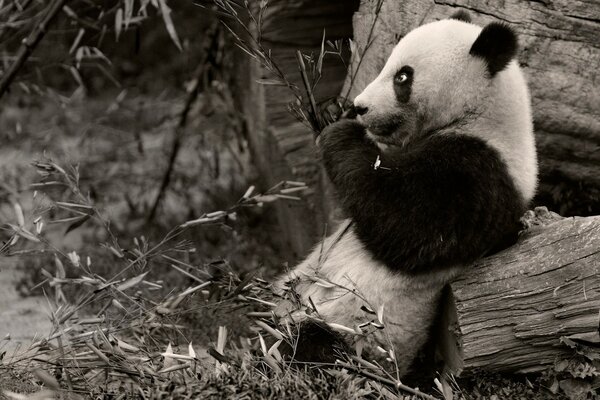 Милая панда в черно-белом стиле