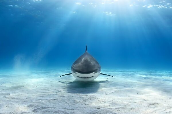 El tiburón se desliza a lo largo del fondo en aguas transparentes