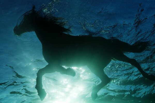 Темная лошадь в прозрачной воде
