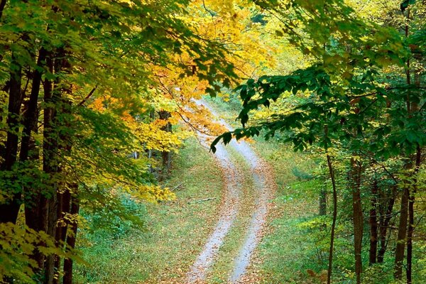 Jesienne liście pochylone nad leśną drogą