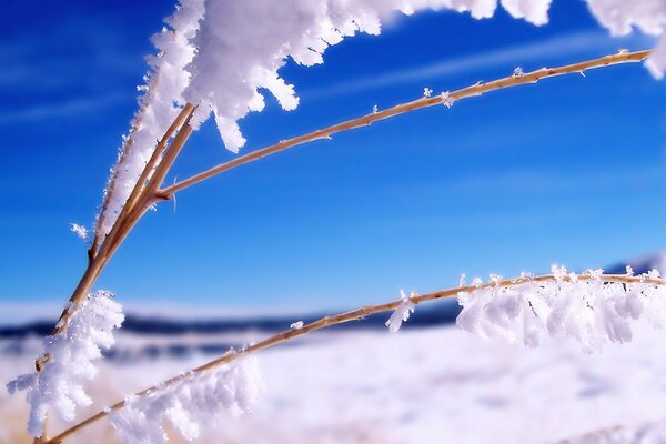 Ramoscelli di piante nella neve