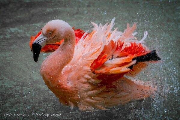 Pink flamingo landed in the water