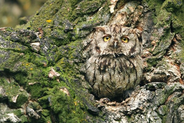 The owl adjusted to the color of the tree