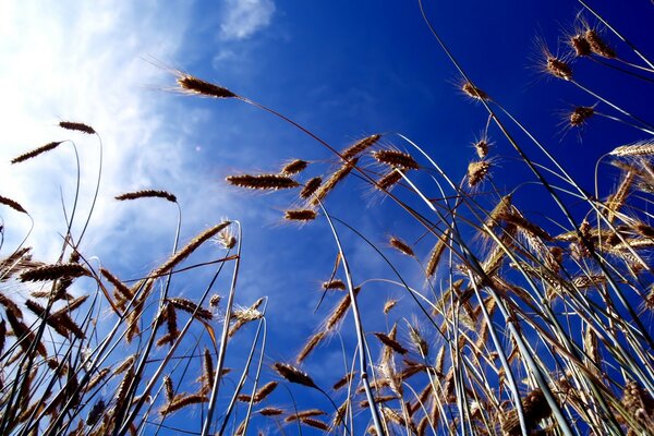 Beautiful view with ears of corn and blue sky