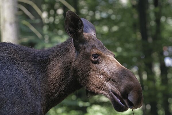 Moose in profile against the background of a forest with highlights