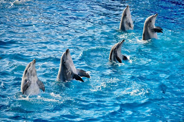 Delfines de pie en una ola de agua