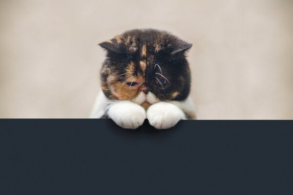 Trójkolorowy smutny kot patrzy ponuro w dół
