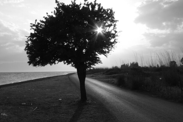 Monochrome photo of a tree against the background of a deserted road