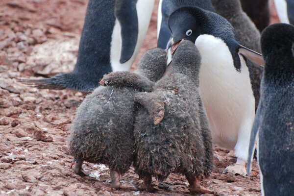 Zwei Pinguinfreunde im Schnee