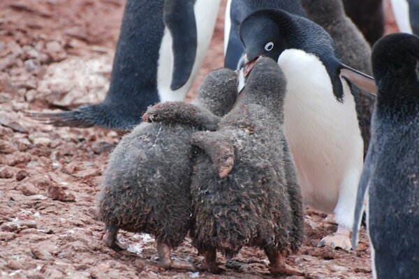 Deux amis de pingouin dans la neige