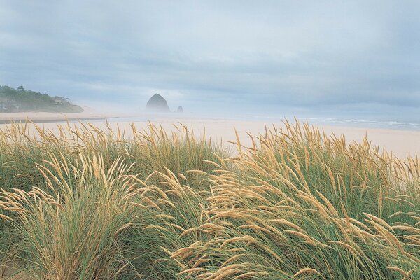 Beautiful ocean shore in fog