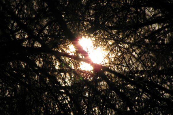 La luz del sol en medio de los arbustos de un bosque terrible