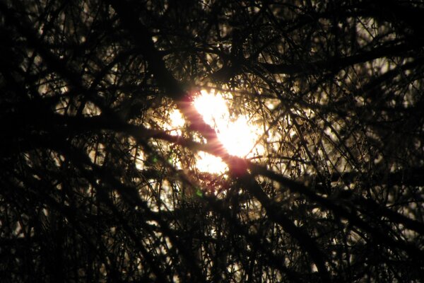 La lumière du soleil au milieu des buissons de la terrible forêt