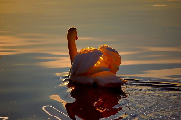 Ripples reflection of a swan in the water