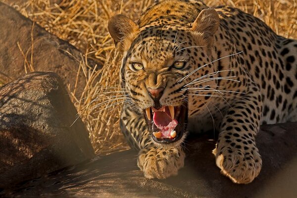 Bild Der gewaltige Leopard auf der Jagd