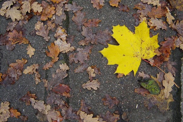 Feuille d érable jaune sur la route en automne