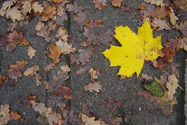 Желтый кленовый лист на дороге осенью
